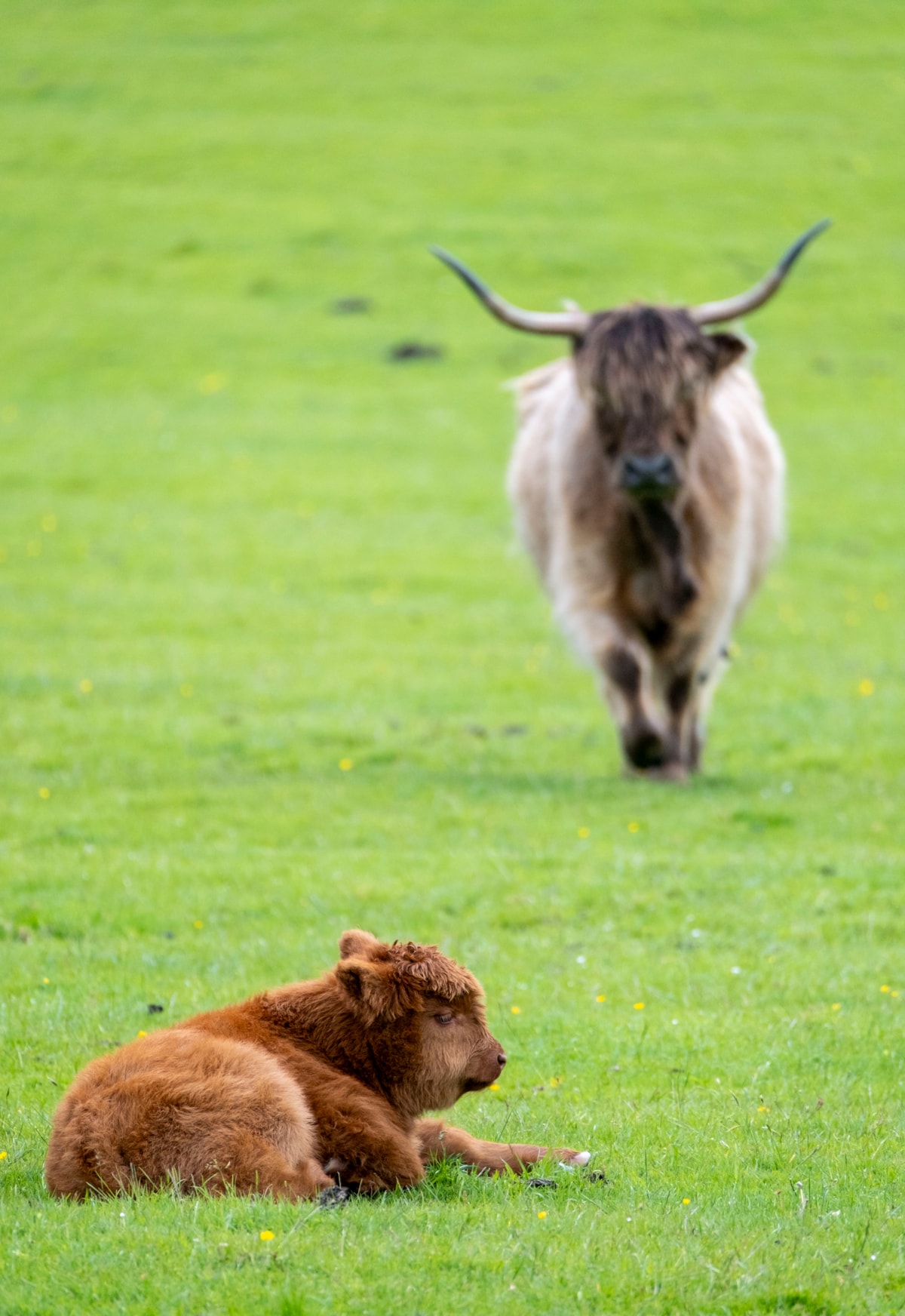 Highland calves at the National Museum of Rural Life. Photo © Chris James  (2)