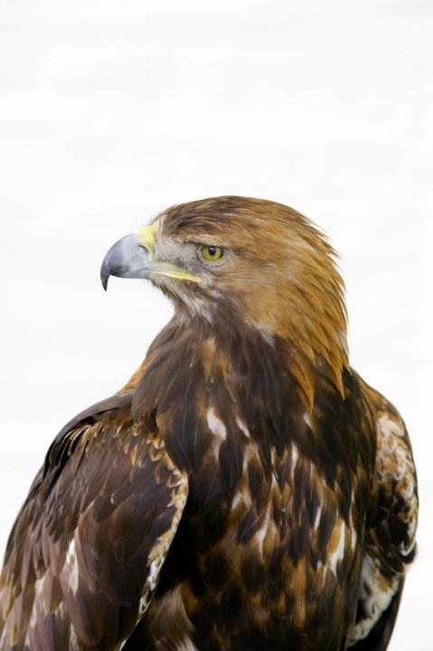 Golden Eagle: Copyright Lorne Gill / SNH