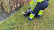 swanbag: swanbag