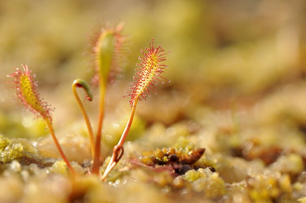 Oblong-leaved sundew ©Lorne Gill SNH