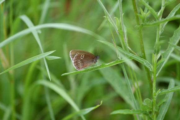 TfL Image - Ringlet