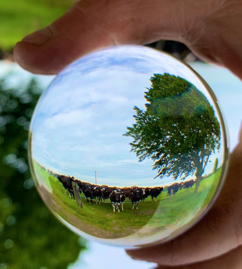 Crystal ball two Credit James Muir, an Arla farmer from Staffordshire  Twitter muirtwit