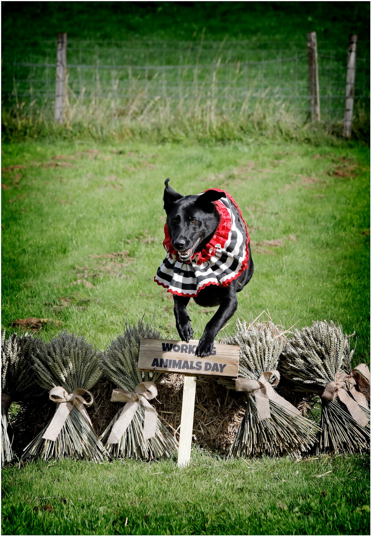 WorkingAnimalDay4