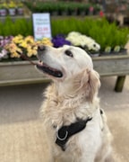 Golden retriever: Golden retriever
