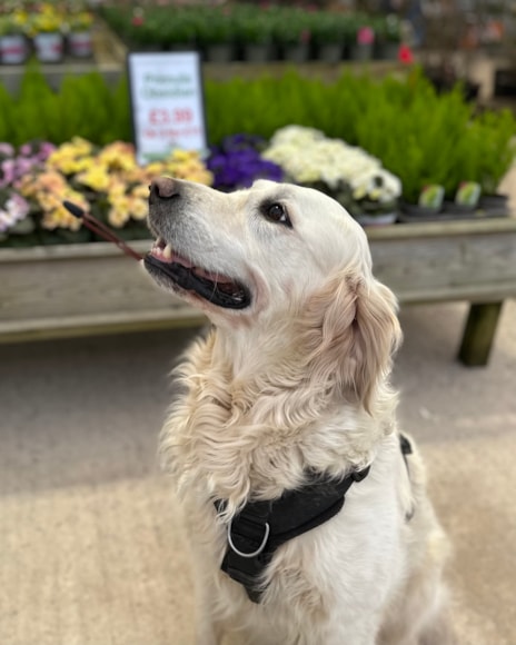 Golden retriever