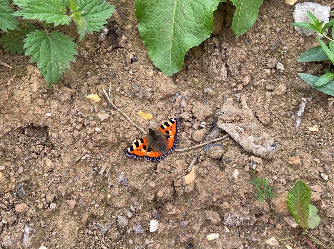 Butterfly at Finedon site