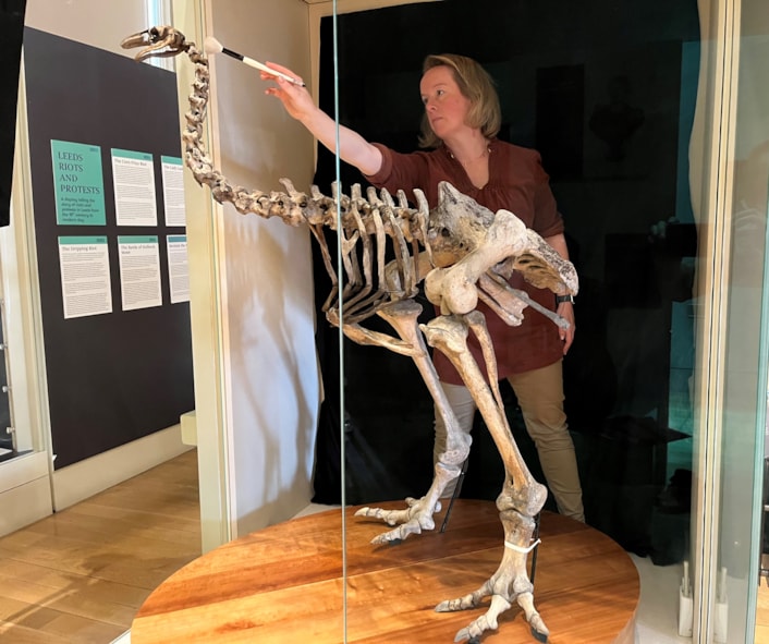 Moa cleaning: Clare Brown, Leeds Museums and Galleries' curator of natural sciences cleans the incredibly rare and complete bones of the heavy-footed moa, a huge flightless bird which once roamed parts of New Zealand. The bones are on display at Leeds City Museum.