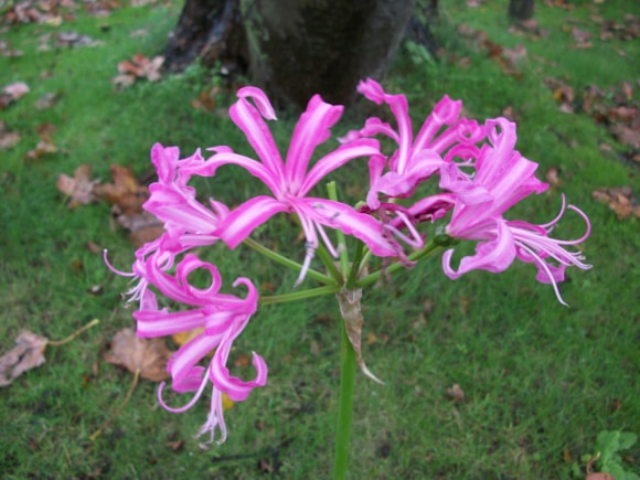 Nerine Bowdenii - credit Taylors Bulbs