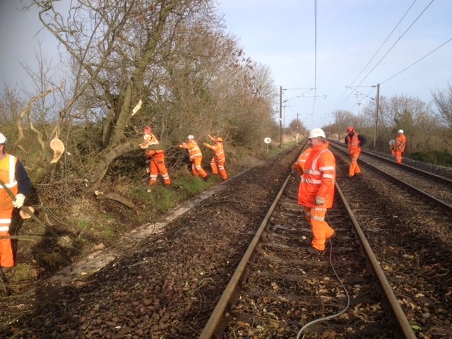 images of tree on line and removal at Warkworth