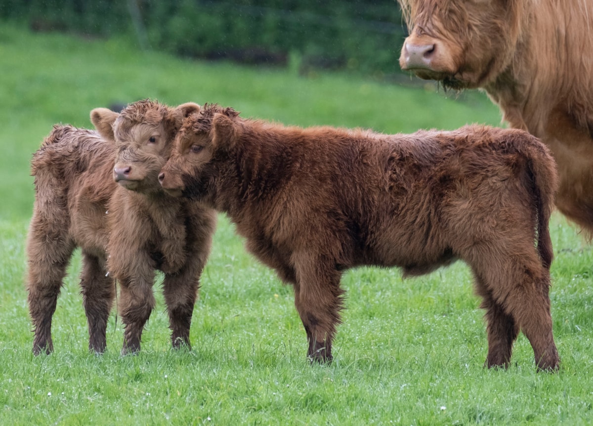 Highland calves Maisie and Ishbel at the National Museum of Rural Life. Photo © Chris James (6)