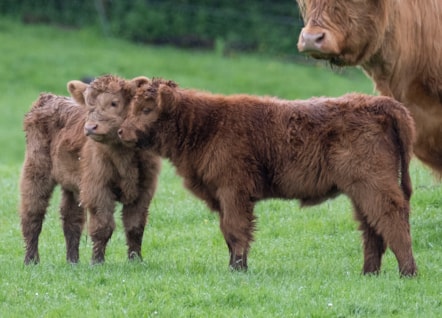 Highland calves Maisie and Ishbel at the National Museum of Rural Life. Photo © Chris James (6)