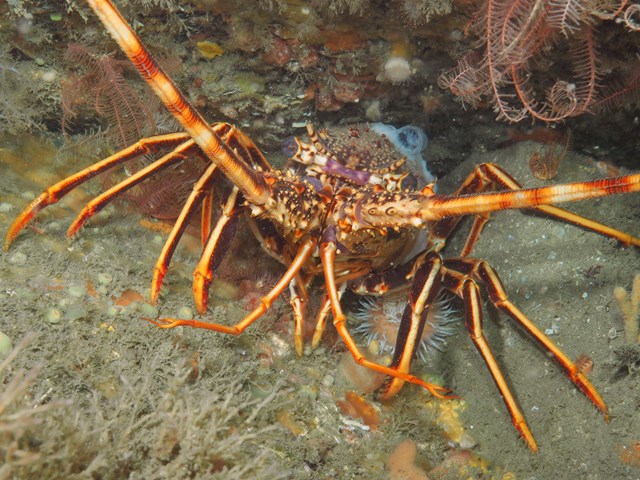One of the tagged crawfish has already been spotted 200 metres from where it was released (Credit University of Plymouth)