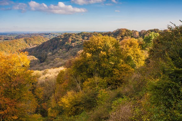 Woodland Trust offers young people a chance to secure funding for environmental action: 38598650091 67c6902e9c c