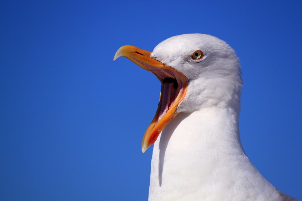 seagulls