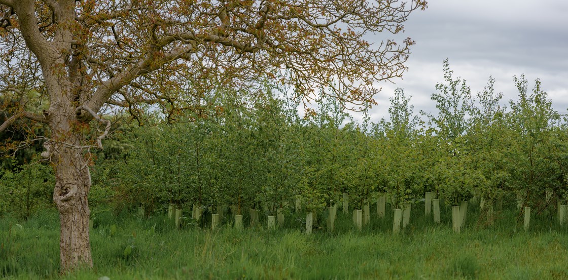 Finham Brook, Warwickshire 