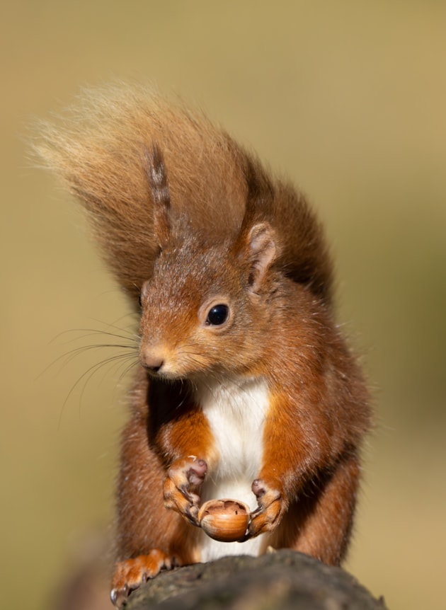 Native species like red squirrels are affected by INNS grey squirrels -©Libby Penman-NatureScot