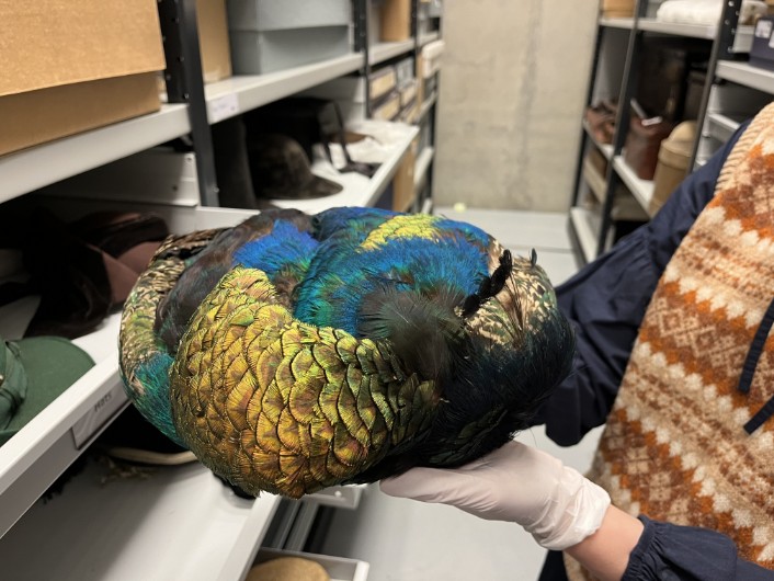 Leeds Discovery Centre hats: An Edwardian hat made using peacock feathers. The hat, part of the collection at Leeds Discovery Centre, dates from a time when feathers on hats were used in huge quantities.