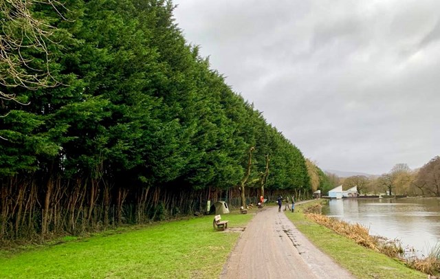 Emergency tree felling at Cwmbran Park over safety concerns: cwmbran park tree fell 2