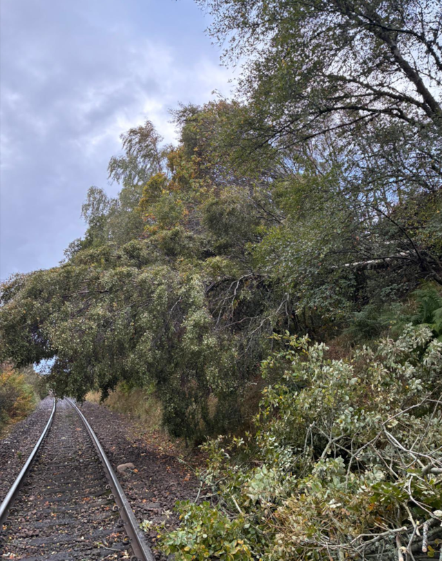 Tree down near Inverurie 1: Tree down near Inverurie 1