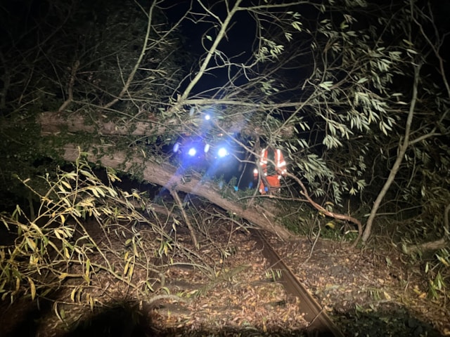 Tree on the line with Network Rail engineer - Whatcroft (25 Oct): Tree on the line with Network Rail engineer - Whatcroft (25 Oct)