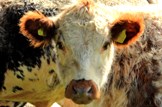 Call for coupled support clarity: Agriculture-farming-livestock-cow