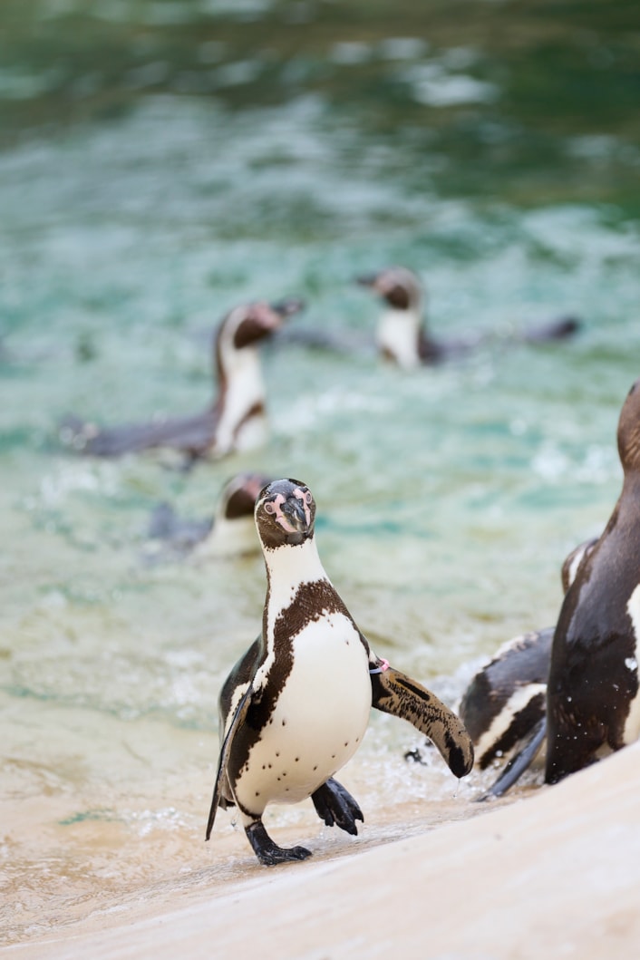 Lotherton Penguin Experience 4: Lotherton Penguin Experience 4