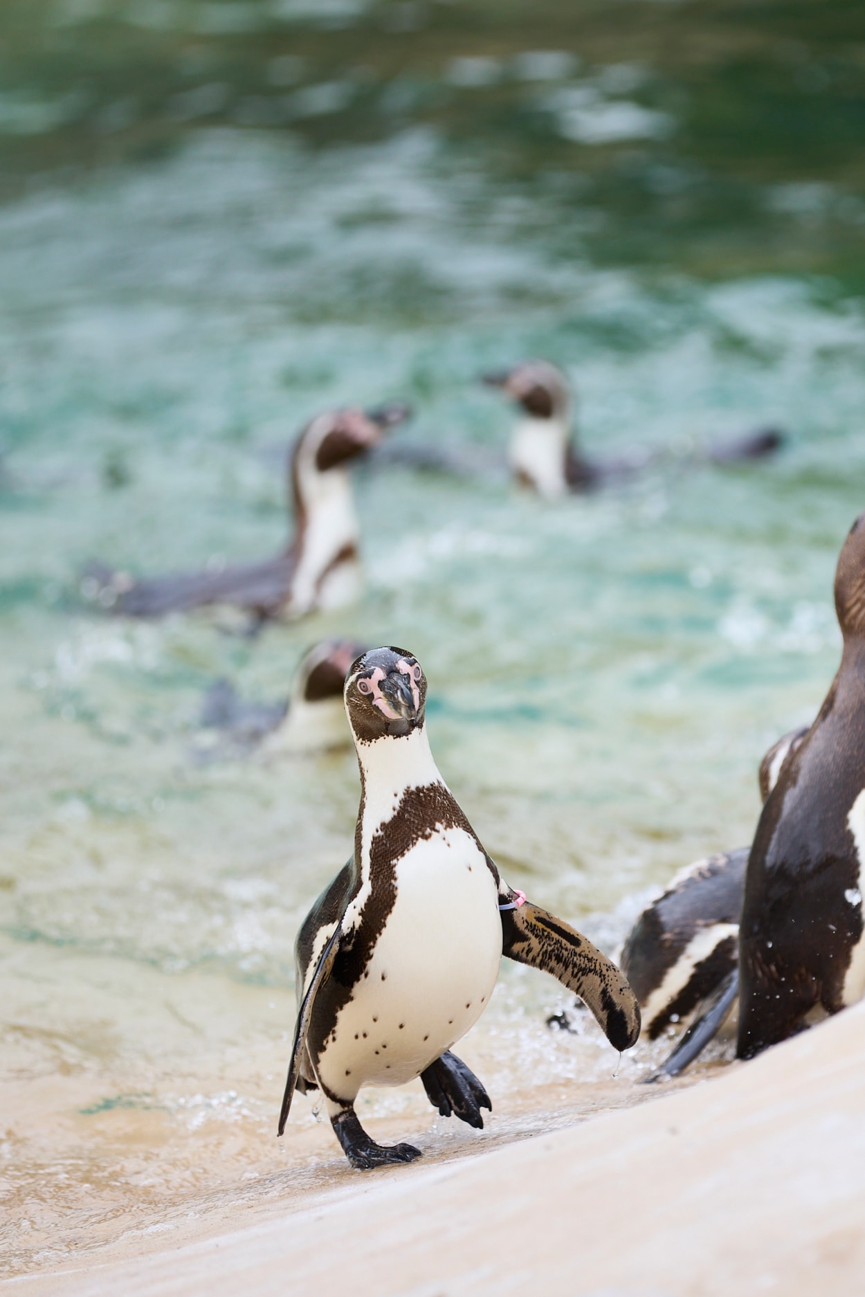 Lotherton Penguin Experience 4