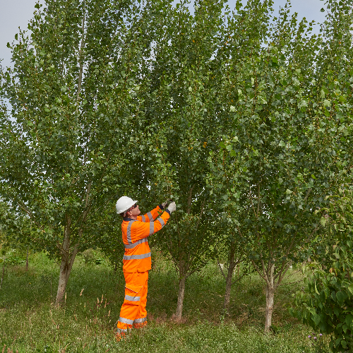 Five years of tree planting