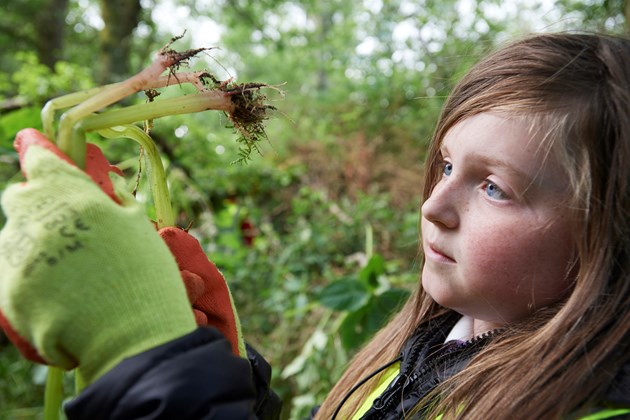 Removing Himalayan balsam ©SISI project