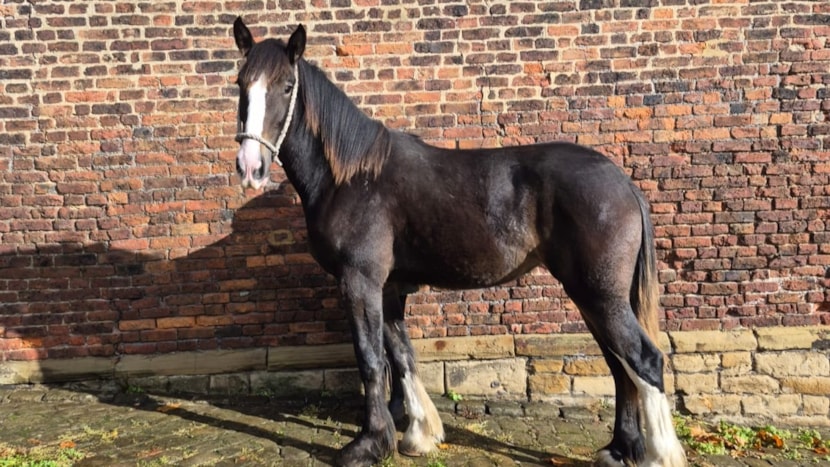 New arrival set to become a familiar face at Temple Newsam's Home Farm: Batley Charlotte Gray-4