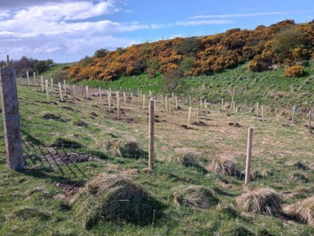 Biosphere tree planting