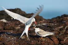 Mink project Arctic tern in flight
