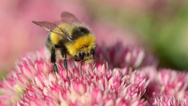 Swarm of support for Scotland's pollinators: Bumblebee-D0234 JPG JPEG Image Original Size m18270