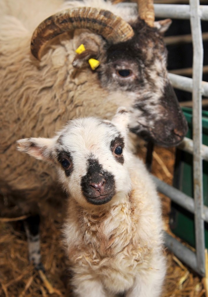 Don't miss out on Springtime Babies and Rare Breeds weekend at Home Farm: animals-may15.jpg