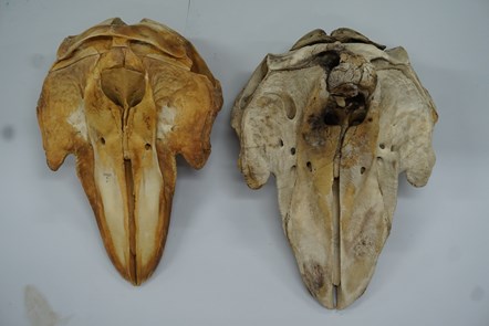 Long-finned and short-finned pilot (Hazelbeach) whale skulls copyright National Museums Scotland