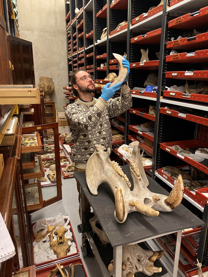 Hippo skull: Milo Phillips, Leeds Museums and Galleries' assistant curator of entomology, works on the hippo skull which will soon be on display at Leeds City Museum.