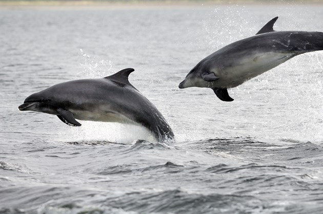 PAW Scotland warns of risky dolphin and whale encounters in Scotland this summer: Bottlenose dolphins at Chanonry Point, Moray Firth (C) SNH
