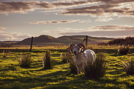 Photography by Paul Taylor, courtesy of Field to Fabric
