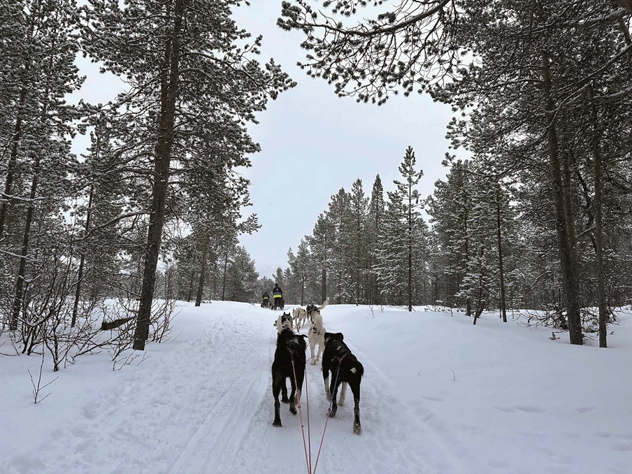 SHP Dog Sledding EXT 19516