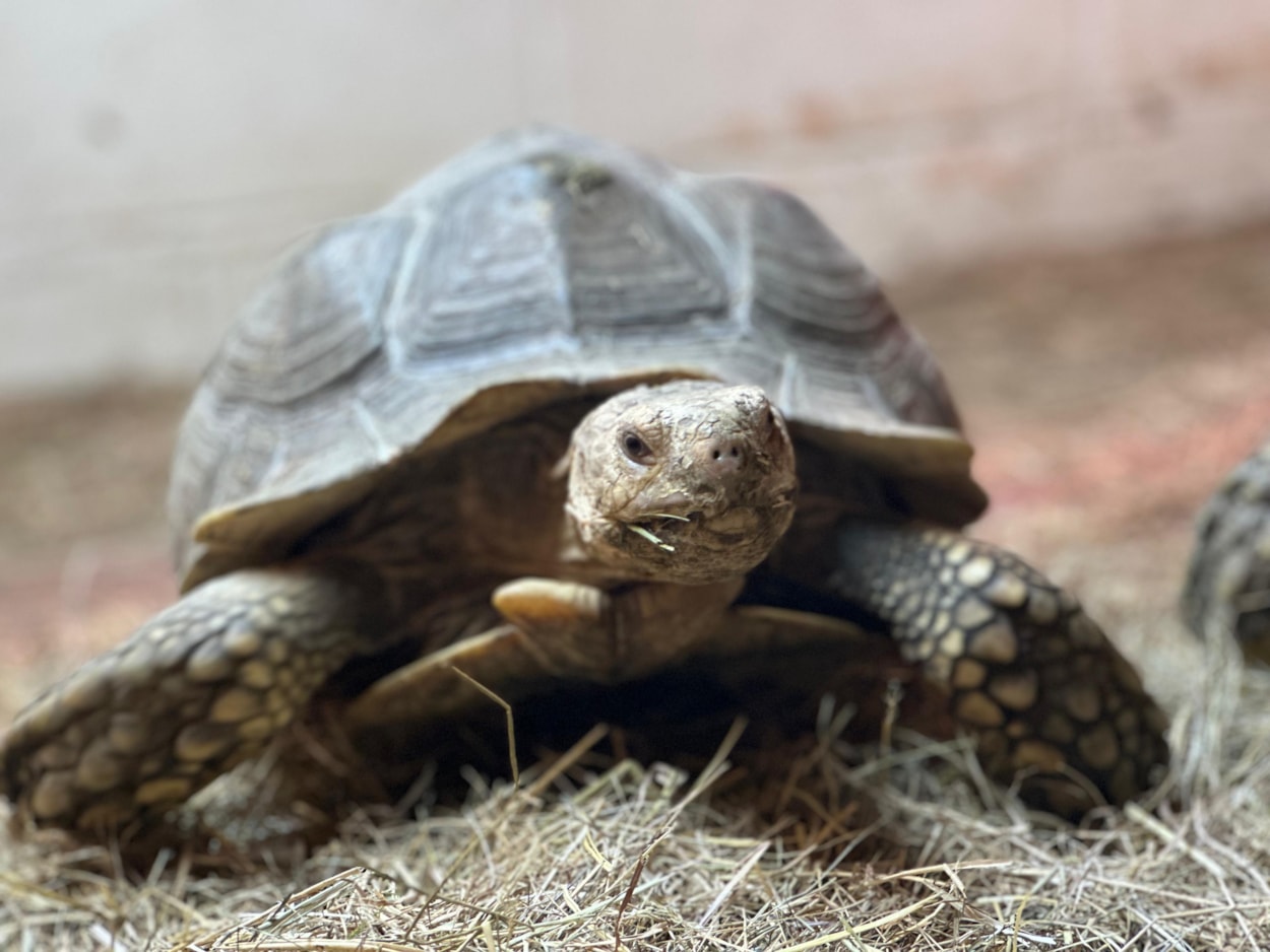 Sulcata tortoises-2