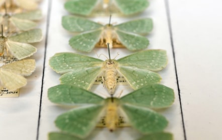Moths from National Museums Scotland's collection, which will be digitised as part of the DiSSCo UK project. Image copyright Neil Hanna (12)
