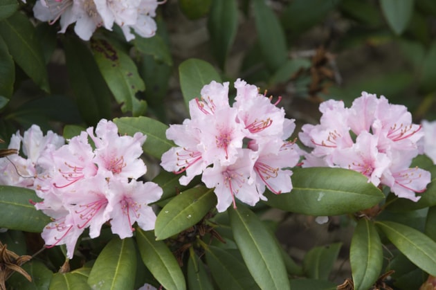 Ambitious plan to eradicate invasive non-native species in Scotland: Rhododendron ponticum a non-native invasive shrub ©Lorne Gill-NatureScot