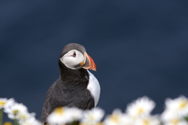 Puffin ©Lorne Gill-NatureScot