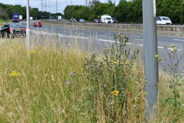TfL Image - Wildflower Verge in Hillingdon (1)