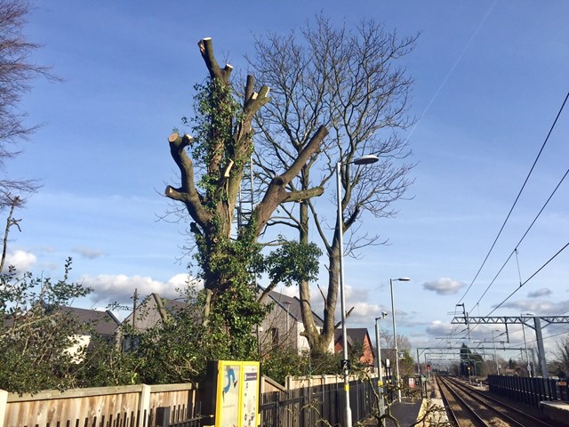 The tree after its sawn off branches were left on the railway at Roby station