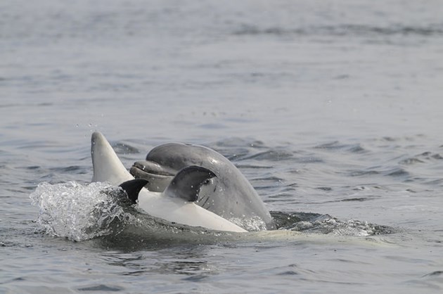 Juvenile bottlenose dolphins at Chanonry Point, Moray Firth (C) SNH/Ben James: Juvenile bottlenose dolphins at Chanonry Point, Moray Firth (C) SNH/Ben James
