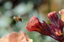 A honeybee flying towards a polyanthus flower: A honeybee flying towards a polyanthus flower