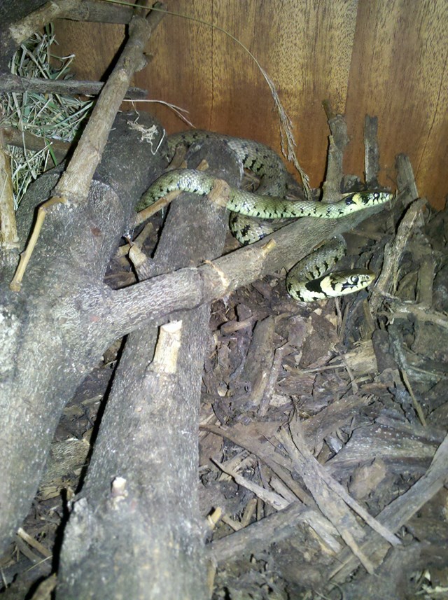 Sleeping snakes uncovered at Slough bridge works: Grass snakes at centre