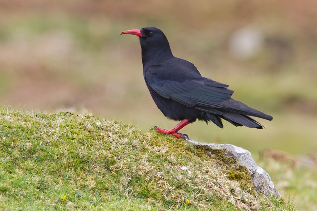 Red-billed chough copyright David Whitaker