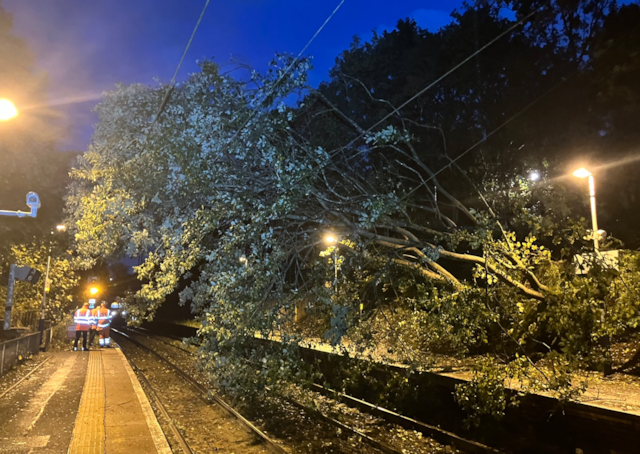 Tree down at Drumpchapel 1: Tree down at Drumpchapel 1